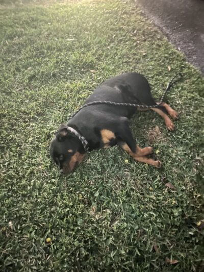 Edgewood Passive Park - Fort Lauderdale, FL