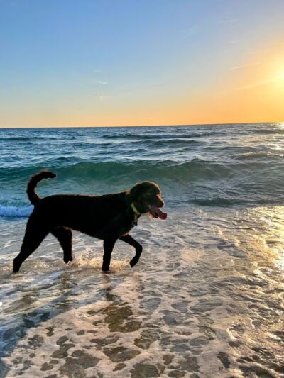 Fort Lauderdale Dog Beach - Fort Lauderdale, FL
