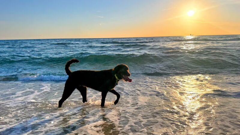Fort Lauderdale Dog Beach - Fort Lauderdale, FL