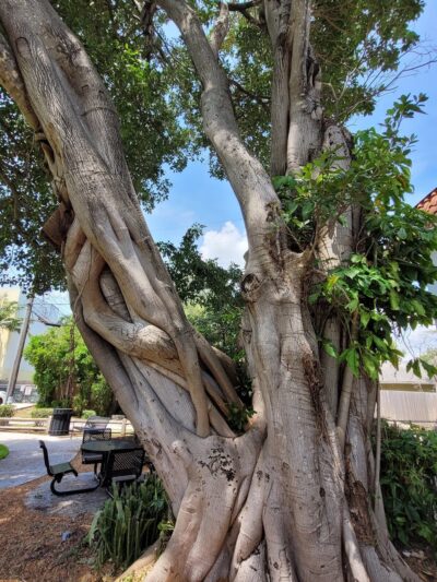 Harbordale Park - Fort Lauderdale, FL