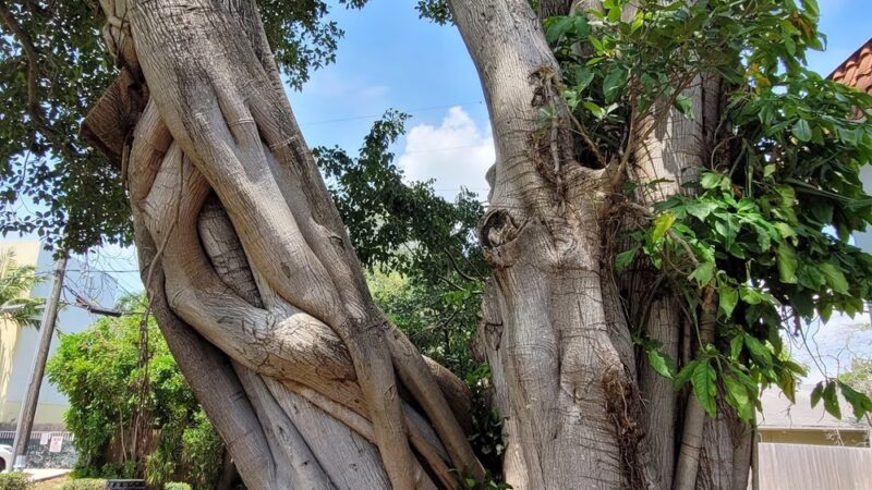 Harbordale Park - Fort Lauderdale, FL