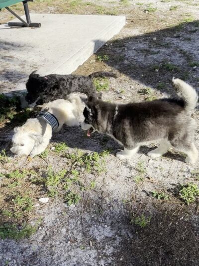 Holiday Park Dog Park - Fort Lauderdale, FL