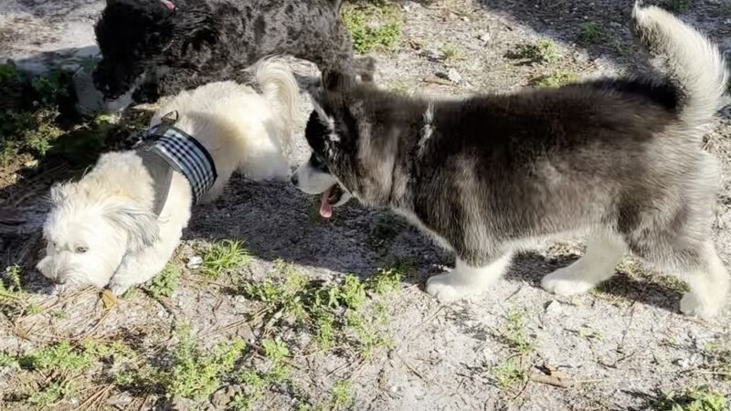 Holiday Park Dog Park - Fort Lauderdale, FL