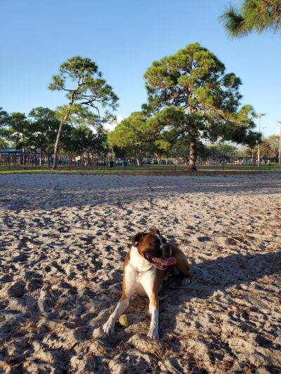 Holiday Park Dog Park - Fort Lauderdale, FL