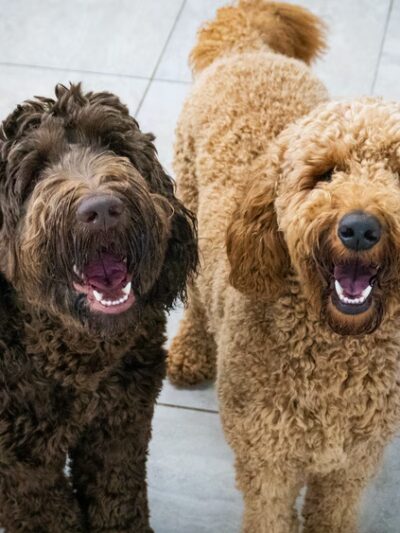 Hounds Town - Fort Lauderdale North - Fort Lauderdale, FL