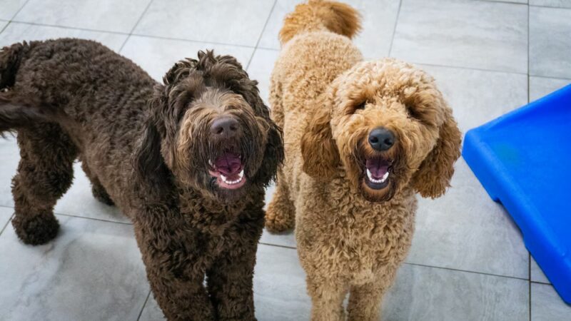 Hounds Town - Fort Lauderdale North - Fort Lauderdale, FL