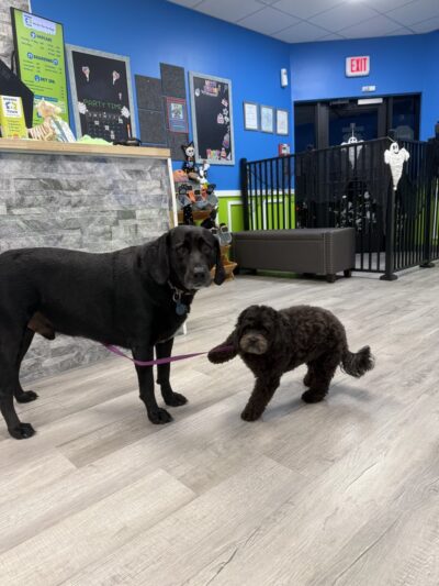 Hounds Town - Fort Lauderdale North - Fort Lauderdale, FL