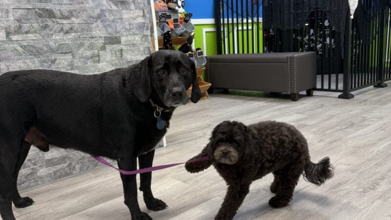 Hounds Town - Fort Lauderdale North - Fort Lauderdale, FL