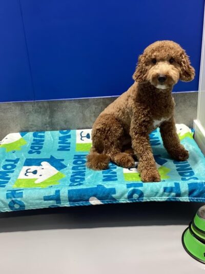 Hounds Town - Fort Lauderdale North - Fort Lauderdale, FL