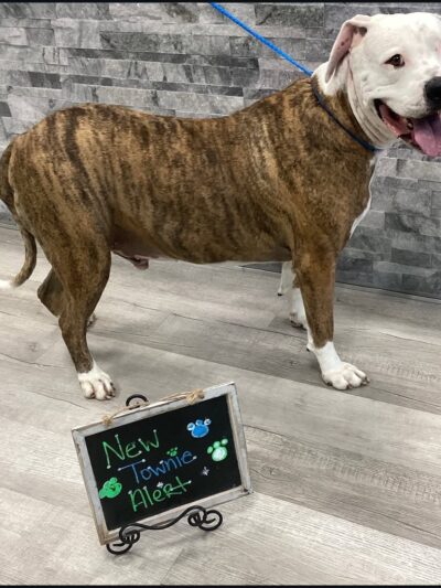 Hounds Town - Fort Lauderdale North - Fort Lauderdale, FL