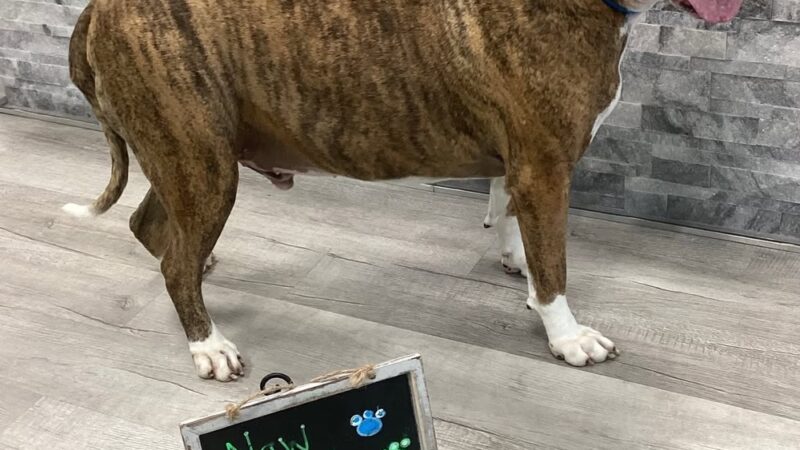 Hounds Town - Fort Lauderdale North - Fort Lauderdale, FL