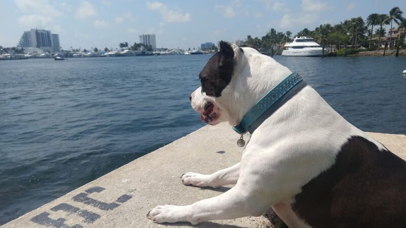 Idlewyld Park/Merle Fogg Park - Fort Lauderdale, FL