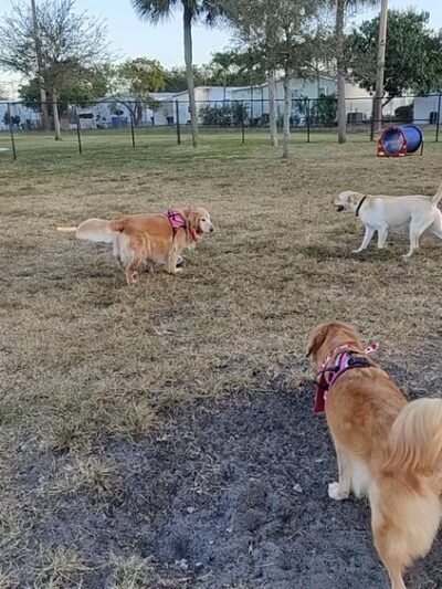 Precious Paws Dog Park - Fort Lauderdale, FL