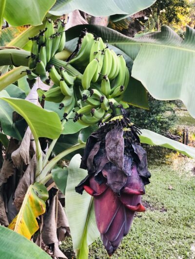 Riverland Preserve - Fort Lauderdale, FL