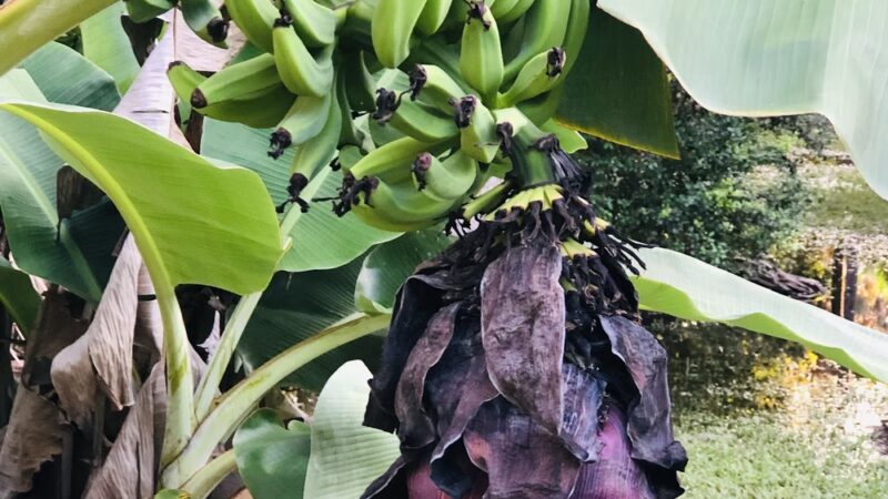 Riverland Preserve - Fort Lauderdale, FL