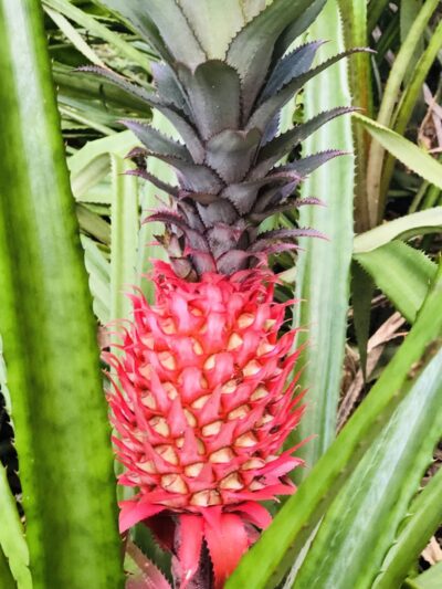 Riverland Preserve - Fort Lauderdale, FL