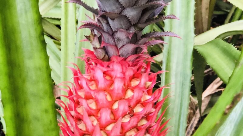 Riverland Preserve - Fort Lauderdale, FL