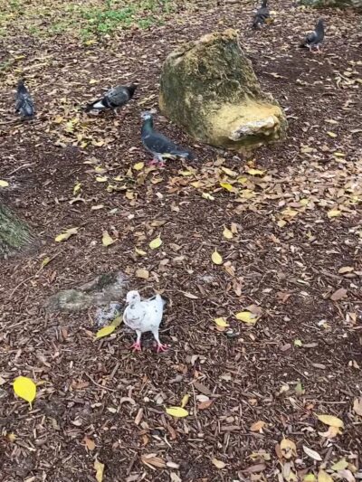 Smoker Family Park - Fort Lauderdale, FL