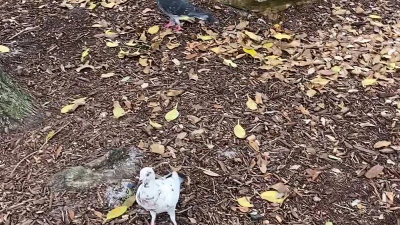 Smoker Family Park - Fort Lauderdale, FL