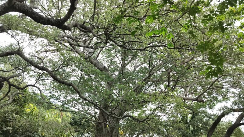 Victoria Park - Fort Lauderdale, FL