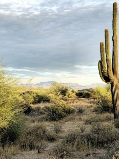 McDowell Mountain Regional Park - Fort McDowell, AZ