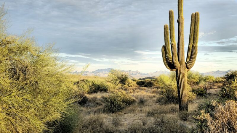 McDowell Mountain Regional Park - Fort McDowell, AZ