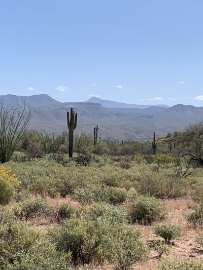 McDowell Mountain Regional Park - Fort McDowell, AZ