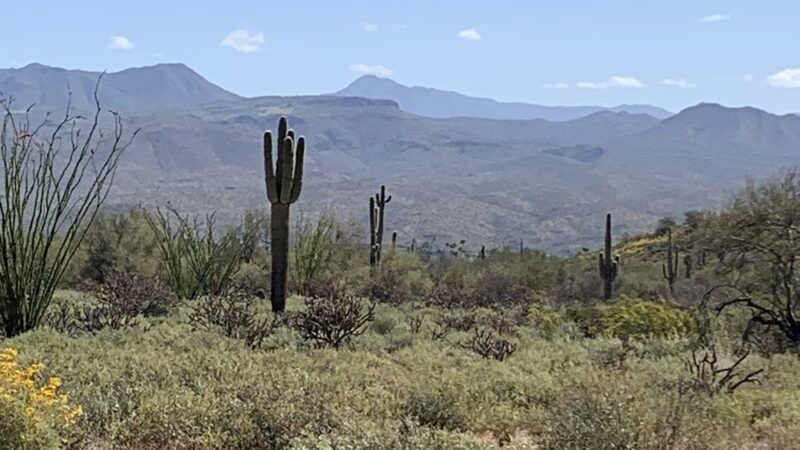 McDowell Mountain Regional Park - Fort McDowell, AZ