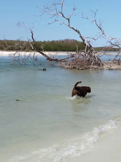 Lee County Parks & Recreation Dog Beach Parking - Fort Myers Beach, FL