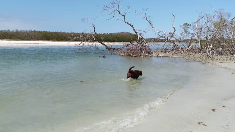 Lee County Parks & Recreation Dog Beach Parking - Fort Myers Beach, FL
