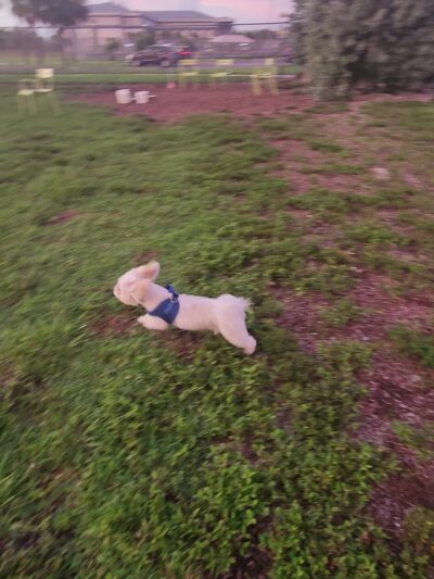 Dog Park - Fort Myers, FL