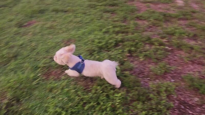 Dog Park - Fort Myers, FL