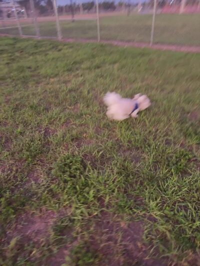 Dog Park - Fort Myers, FL