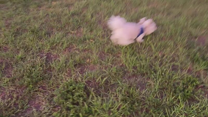 Dog Park - Fort Myers, FL