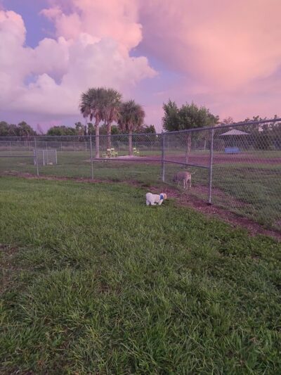 Dog Park - Fort Myers, FL
