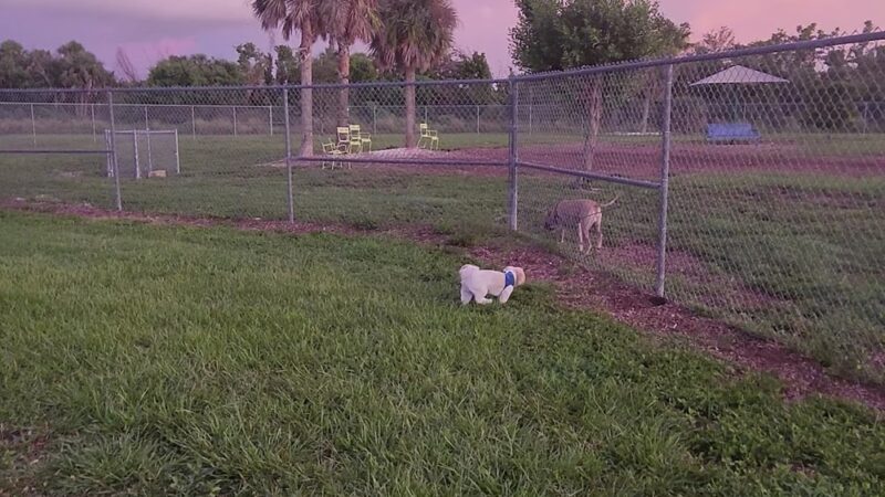 Dog Park - Fort Myers, FL