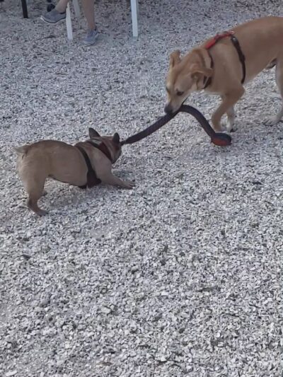 Gateway Dog Park - Fort Myers, FL