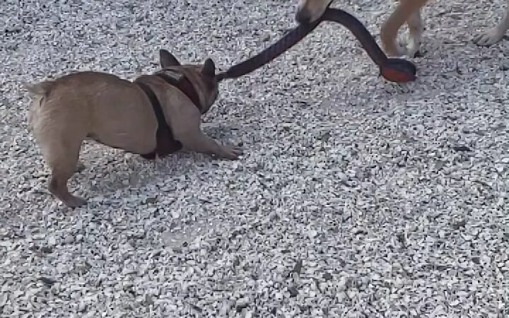 Gateway Dog Park - Fort Myers, FL