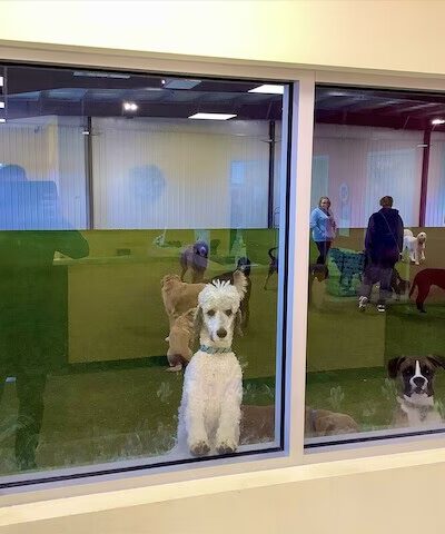 Ruff House | Dog Boarding, Day Care, Indoor Dog Park - Fort Wayne, IN