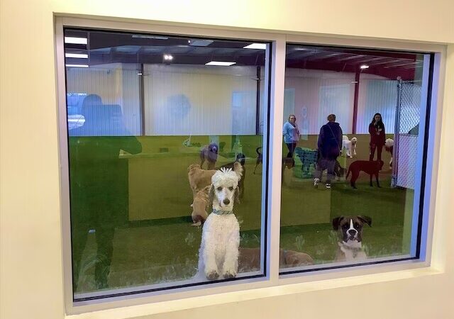 Ruff House | Dog Boarding, Day Care, Indoor Dog Park - Fort Wayne, IN