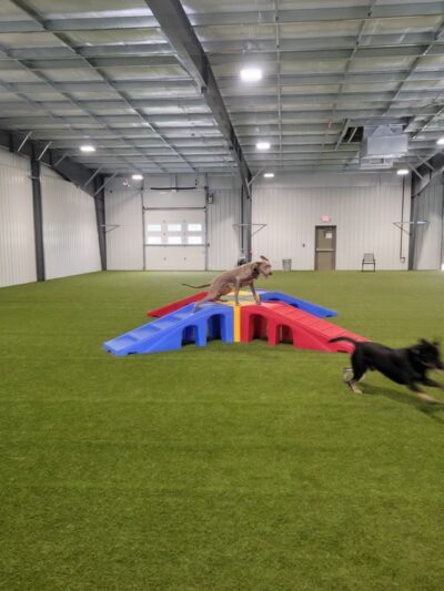 Ruff House | Dog Boarding, Day Care, Indoor Dog Park - Fort Wayne, IN