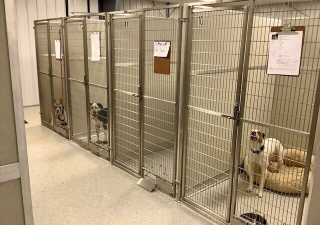 Ruff House | Dog Boarding, Day Care, Indoor Dog Park - Fort Wayne, IN