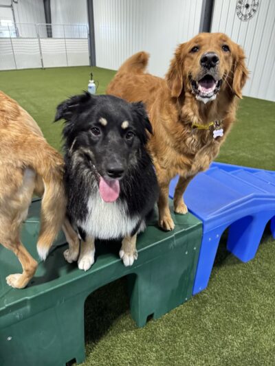 Ruff House | Dog Boarding, Day Care, Indoor Dog Park - Fort Wayne, IN