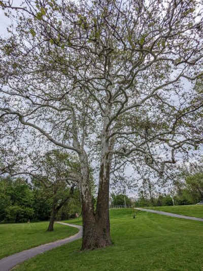 Swinney Park - Fort Wayne, IN