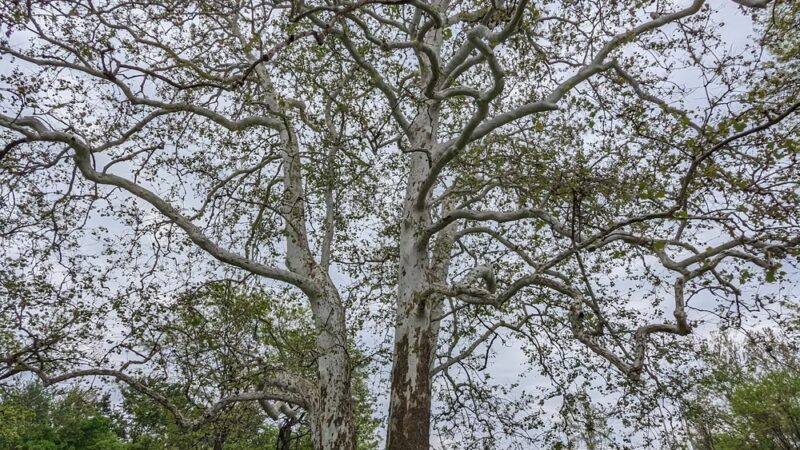 Swinney Park - Fort Wayne, IN