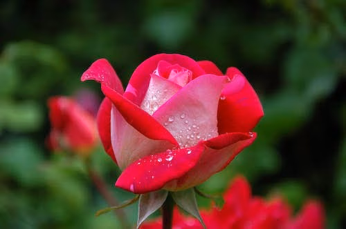 Eastern Hills Park - Fort Worth, TX