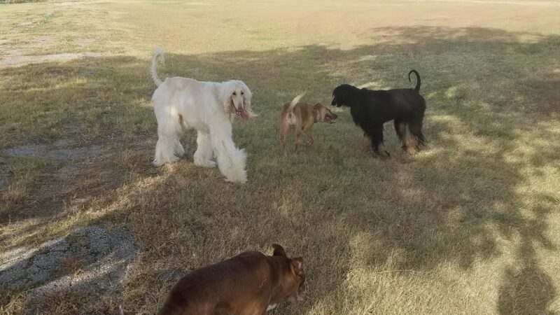 Greenbriar Park - Fort Worth, TX