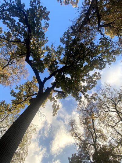 Overton Park - Fort Worth, TX