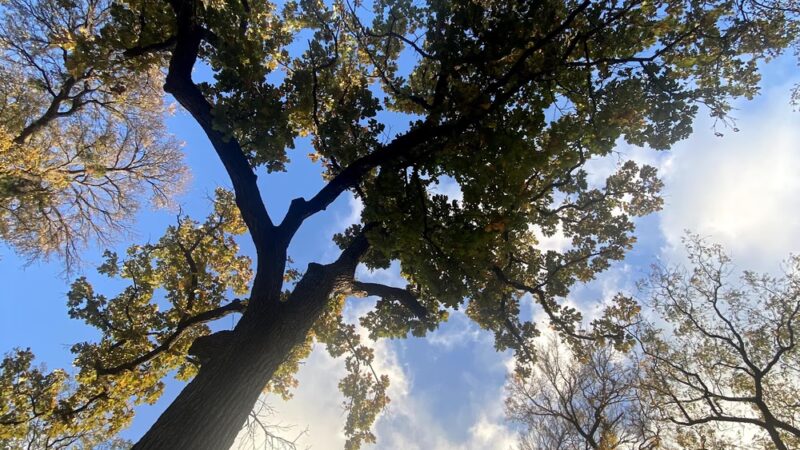 Overton Park - Fort Worth, TX