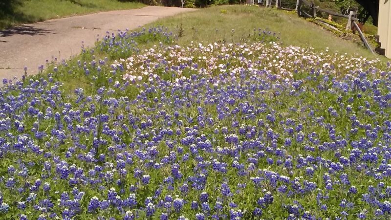 Overton Park - Fort Worth, TX